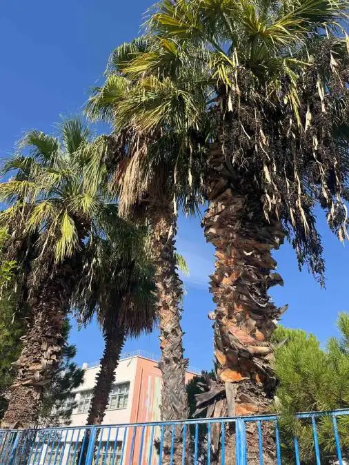 φοίνικες Ναύπλιο
