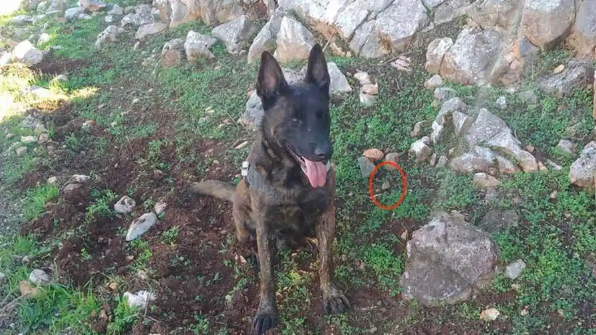 Φόλες στα Δίδυμα Ερμιονίδας