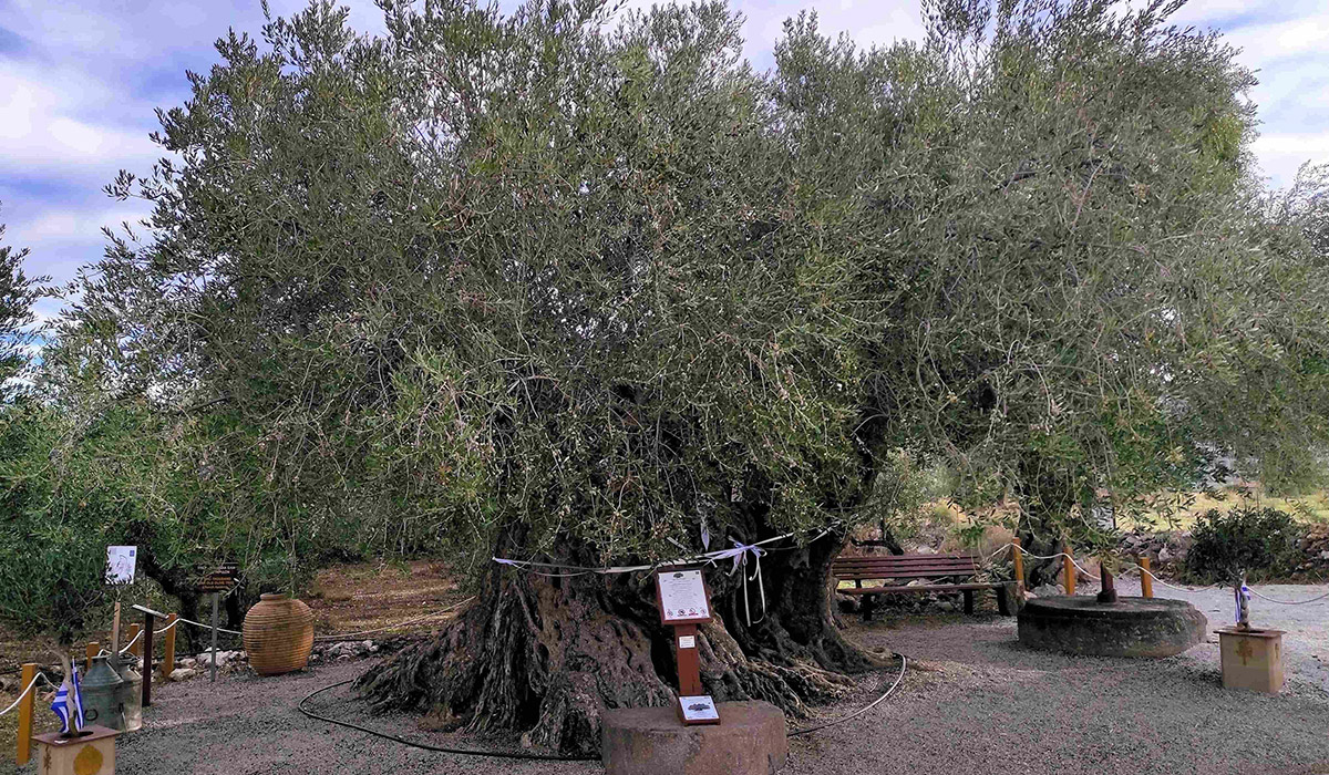 Αποκαλυπτήρια του επετειακού σήματος για τη Γηραιότερη Ελιά της Πελοποννήσου