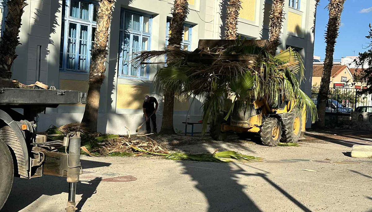 Ναύπλιο: Κλαδεύτηκαν όλοι οι φοίνικες στο 1ο Δημοτικό Σχολείο
