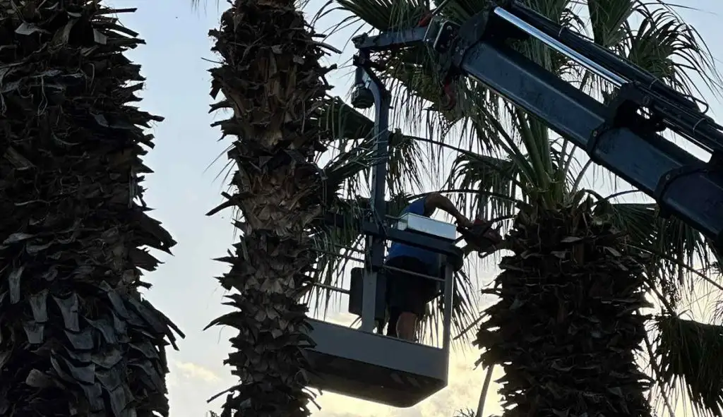 Εργασίες στο 1ο Δημοτικό Σχολείο Ναυπλίου φοίνικες