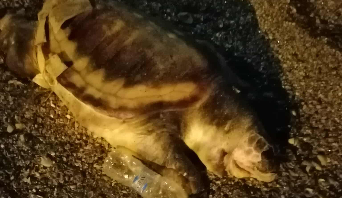 Νεκρή θαλάσσια χελώνα στην παραλιακή Ναυπλίου – Νέας Κίου