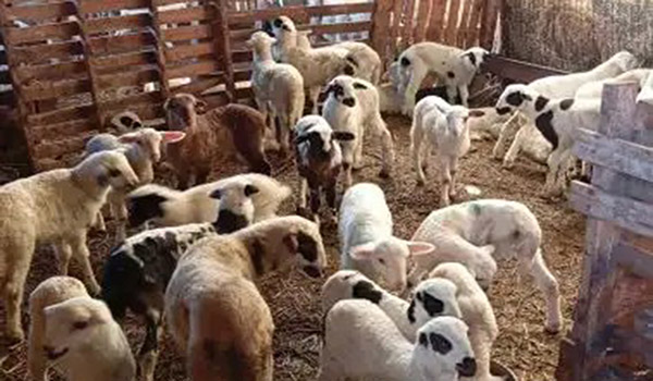 Ενισχυμένα μέτρα προστασίας για την ευλογιά στην Πελοπόννησο
