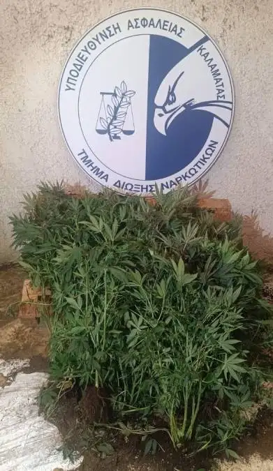 18.11.2025 messinia fyta & kannavh eswterikh kalliergeia (3)