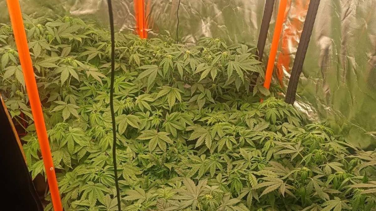 Μυστικό εργαστήριο κάνναβης στην Τρίπολη: Βρέθηκαν πάνω από 2 κιλά κάνναβης, 36 φυτά και εξοπλισμός