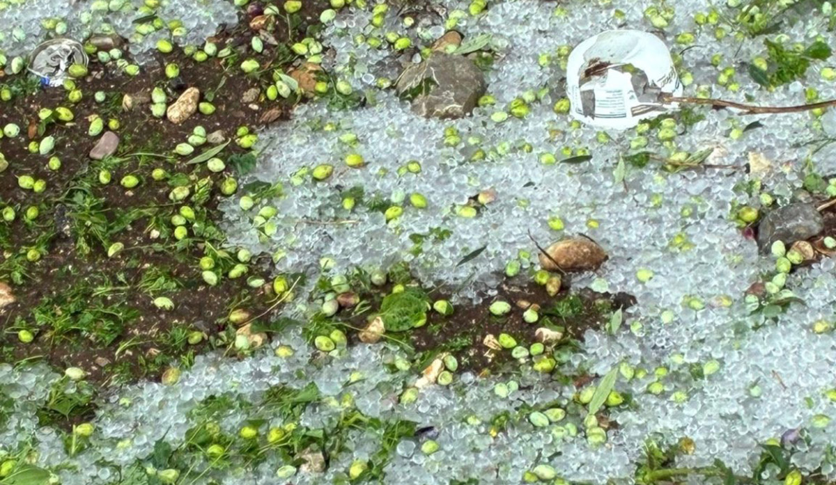 Αργολίδα: Επιτόπιοι έλεγχοι και αιτήσεις ενίσχυσης για ζημιές από το χαλάζι