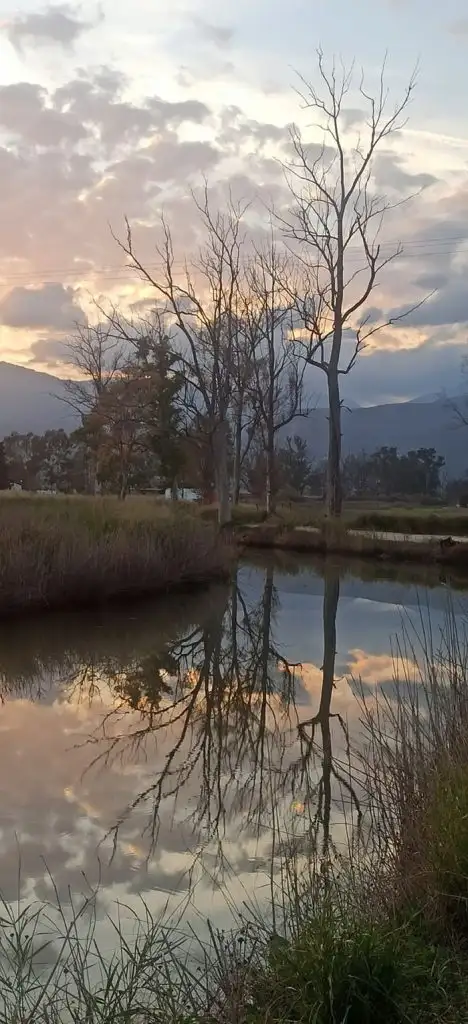 Ξεραμένοι ευκάλυπτοι στον Ερασίνο