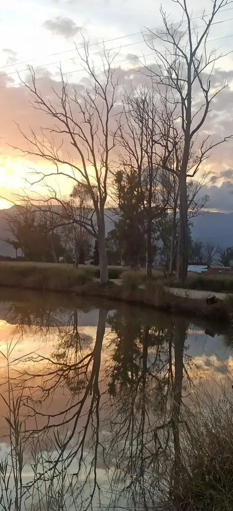 Ξεραμένοι ευκάλυπτοι στον Ερασίνο