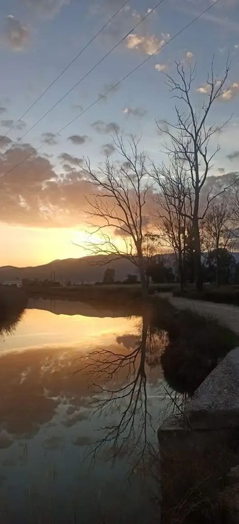 Ξεραμένοι ευκάλυπτοι στον Ερασίνο