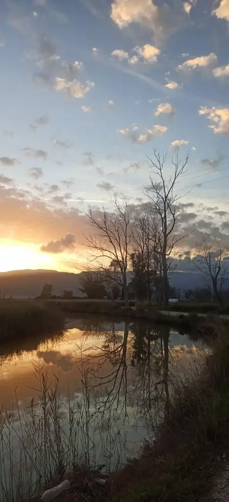 Ξεραμένοι ευκάλυπτοι στον Ερασίνο
