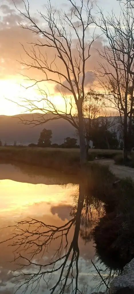 Ξεραμένοι ευκάλυπτοι στον Ερασίνο