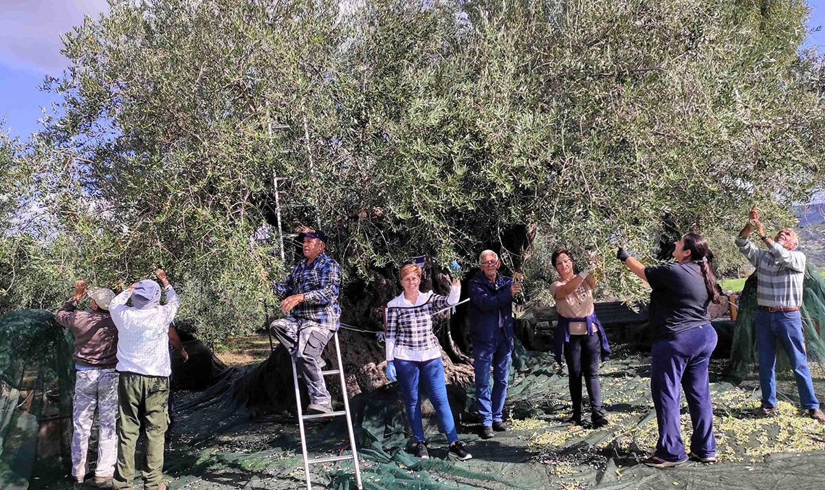 Μάζεψαν καρπό από τη Γηραιότερη Ελιά της Πελοποννήσου