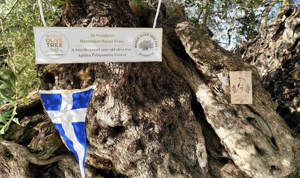 Η Γηραιότερη Ελιά της Πελοποννήσου εορτάζει την Παγκόσμια Ημέρα Ελιάς