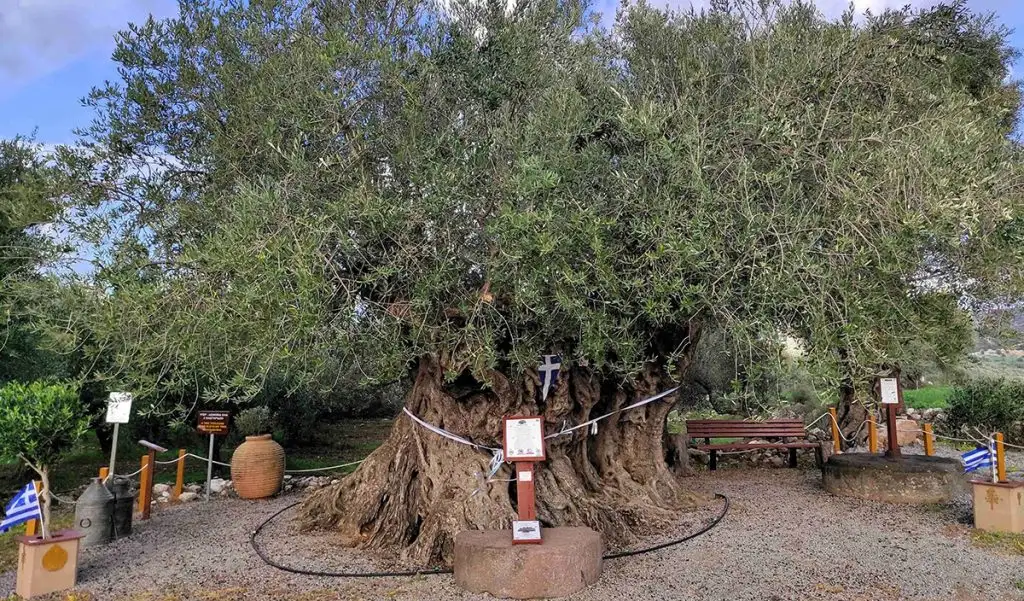 Η Γηραιότερη Ελιά της Πελοποννήσου εορτάζει την Παγκόσμια Ημέρα Ελιάς