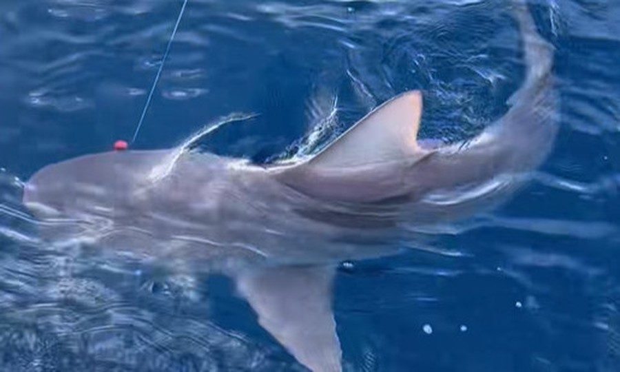 Η απίστευτη «μάχη» ψαρά με καρχαρία τριών μέτρων στην Αργολίδα (Βίντεο)