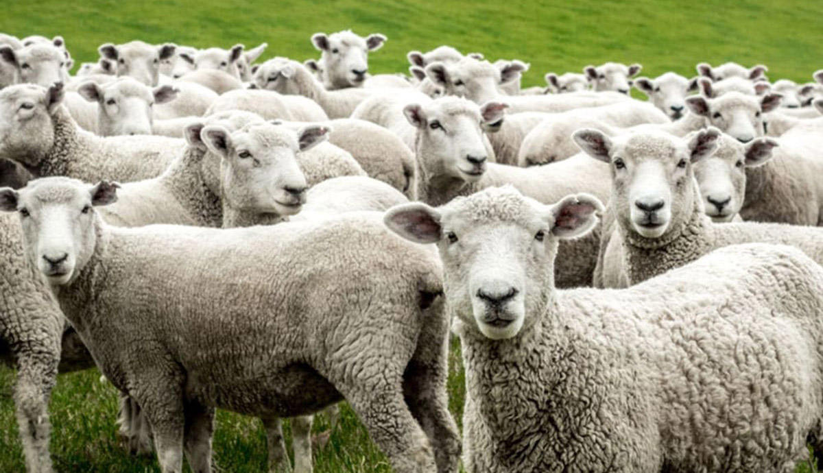 Έκτακτα μέτρα μετά το κρούσμα καταρροϊκού πυρετού στη Μεσσήνη