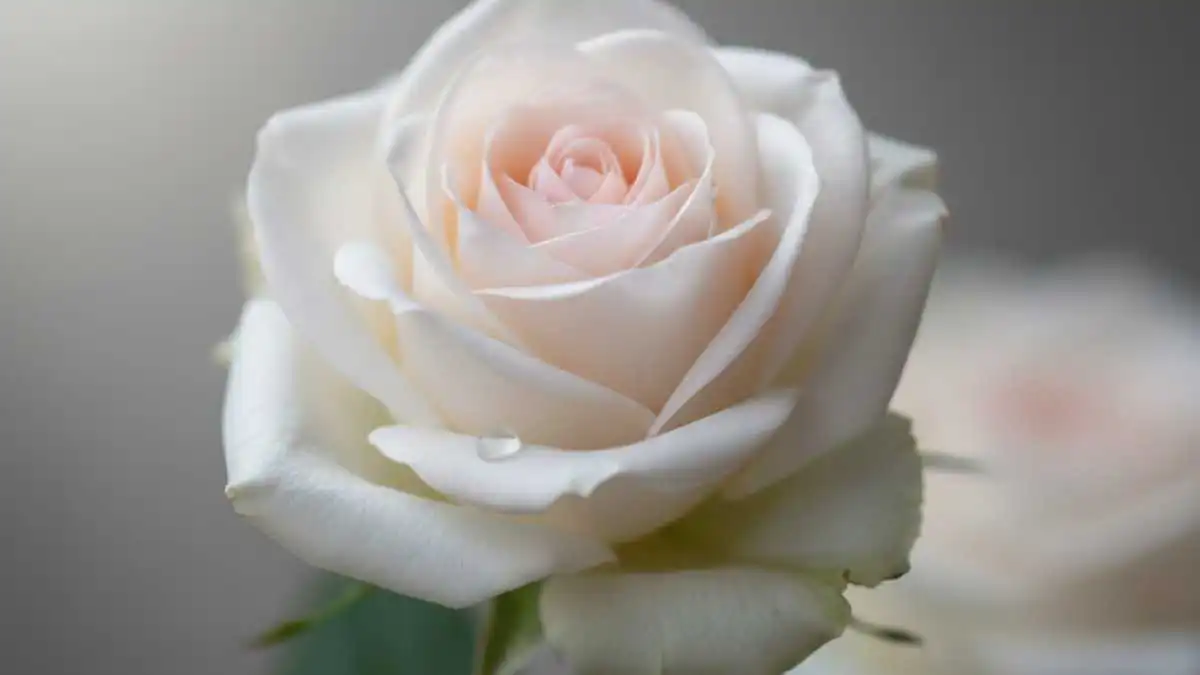 Κηδείες & Μνημόσυνα σήμερα: Οι αναγγελίες στην Αργολίδα (26/11/2025)