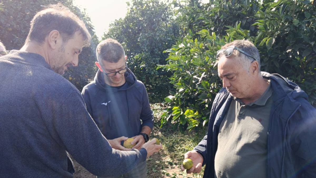 Σε απόγνωση οι αγρότες της  Αργολίδας – Το ΚΚΕ καταγράφει τα προβλήματα μετά την καταστροφική χαλαζόπτωση
