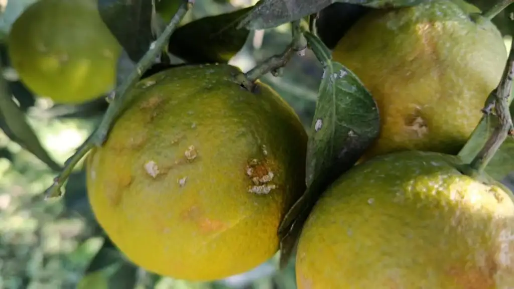 ΚΚΕ Δήμος Άργους - Μυκηνών χαλάζι