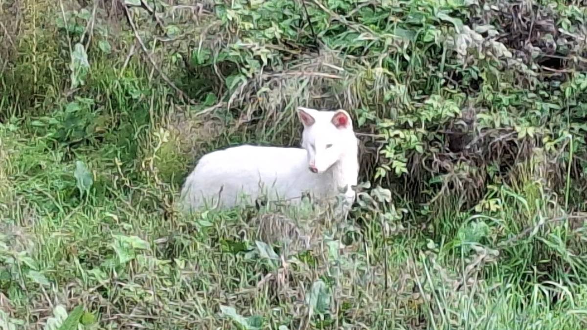 Μεσσηνία: Λευκή Αλεπού Αλμπίνος στον κάμπο του Ψαριού – Μια σπάνια εμφάνιση