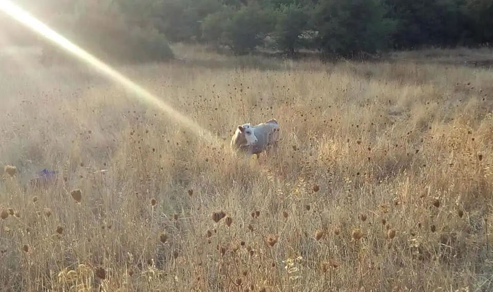 Λύκισσα Λυκόδημου ζώο βοοειδές λιβάδι χωράφι αγελάδα