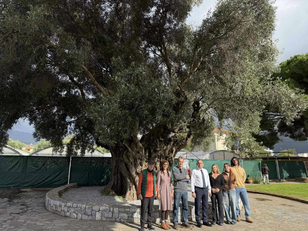 Ημέρα γνωριμίας με τη «Μάνα Ελιά» στην Καλαμάτα με αφορμή την Παγκόσμια Ημέρα Ελιάς