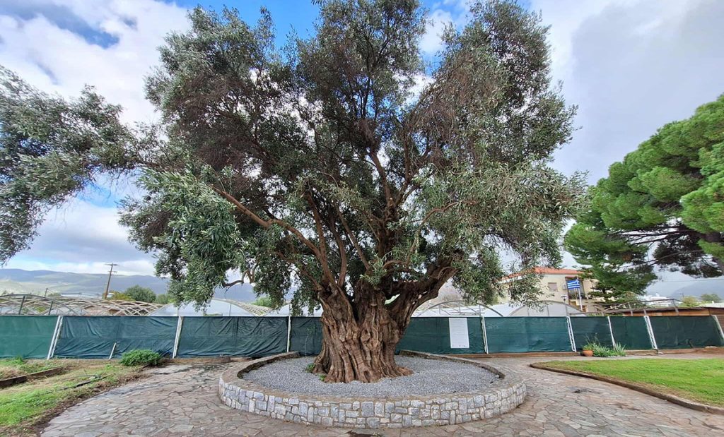 Ημέρα γνωριμίας με τη «Μάνα Ελιά» στην Καλαμάτα με αφορμή την Παγκόσμια Ημέρα Ελιάς