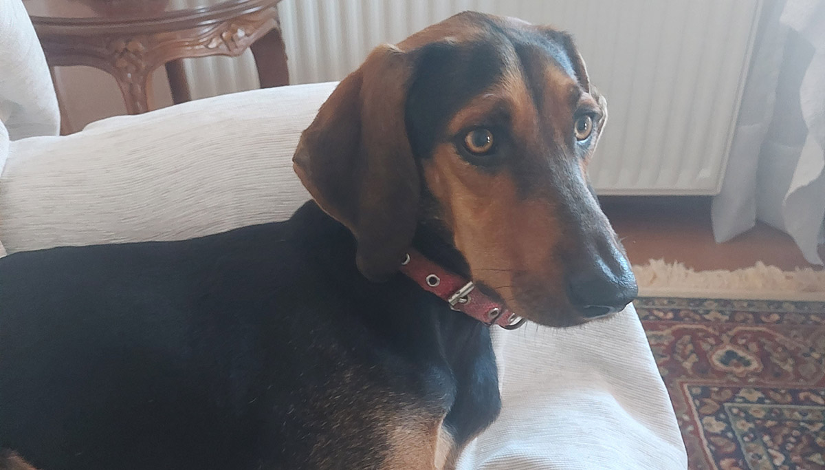 Χάθηκε σκύλος στο Ήραιο Αργολίδας – Δίνεται αμοιβή σε όποιον τον βρει