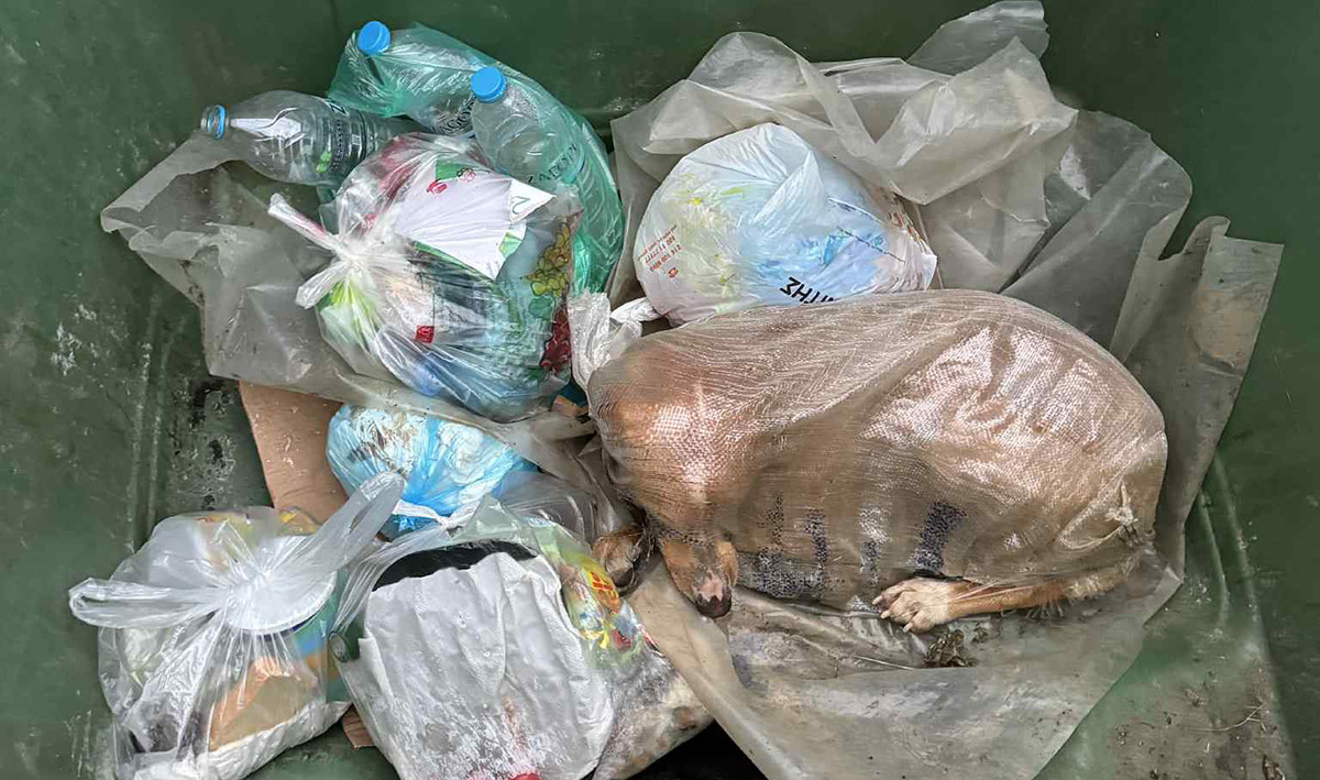 Αφάνταστη βαναυσότητα στη Μεγαλόπολη – Σκύλος πεταμένος σε κάδο μέσα σε τσουβάλι