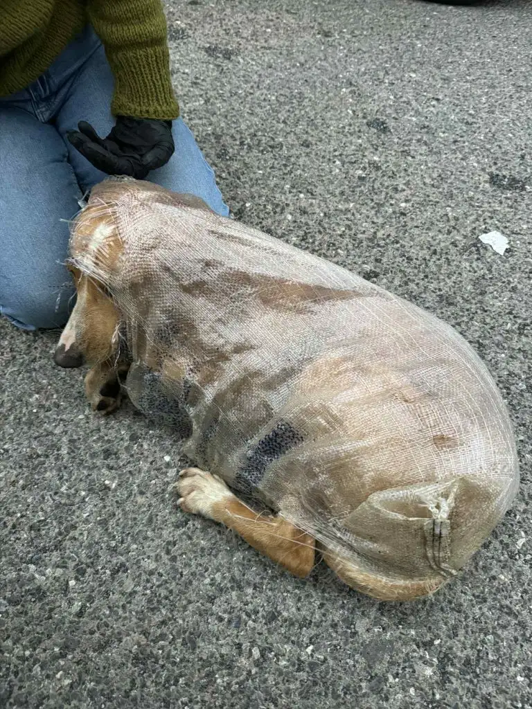 Βρέθηκε σκύλος ζωντανός σε τσουβάλι πεταμένος σε κάδο στη Μεγαλόπολη