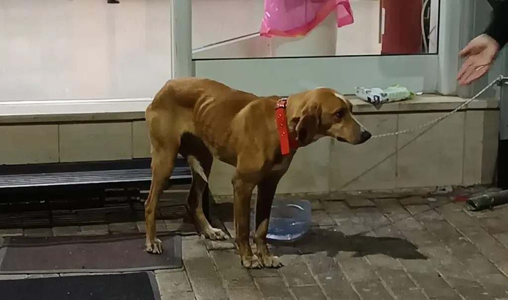 Βρέθηκε σκύλος ζωντανός σε τσουβάλι πεταμένος σε κάδο στη Μεγαλόπολη