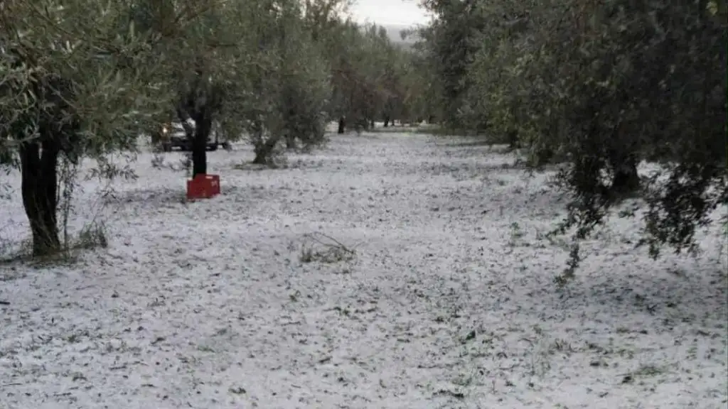 χαλάζι Κουτσοπόδι