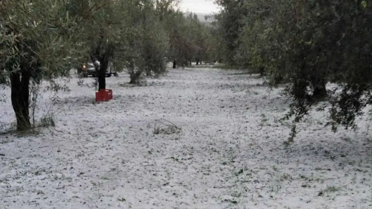 Δήμος Άργους – Μυκηνών: Η χαλαζόπτωση «γονάτισε» τους αγρότες – Ζητούν δίκαιες και άμεσες αποζημιώσεις