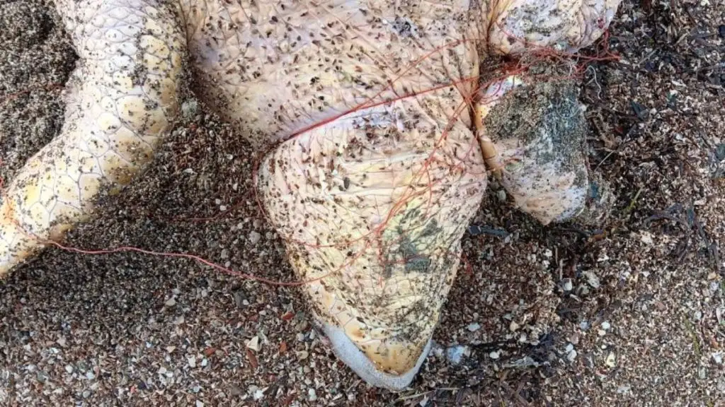 χελώνα caretta caretta Κοιλάδα