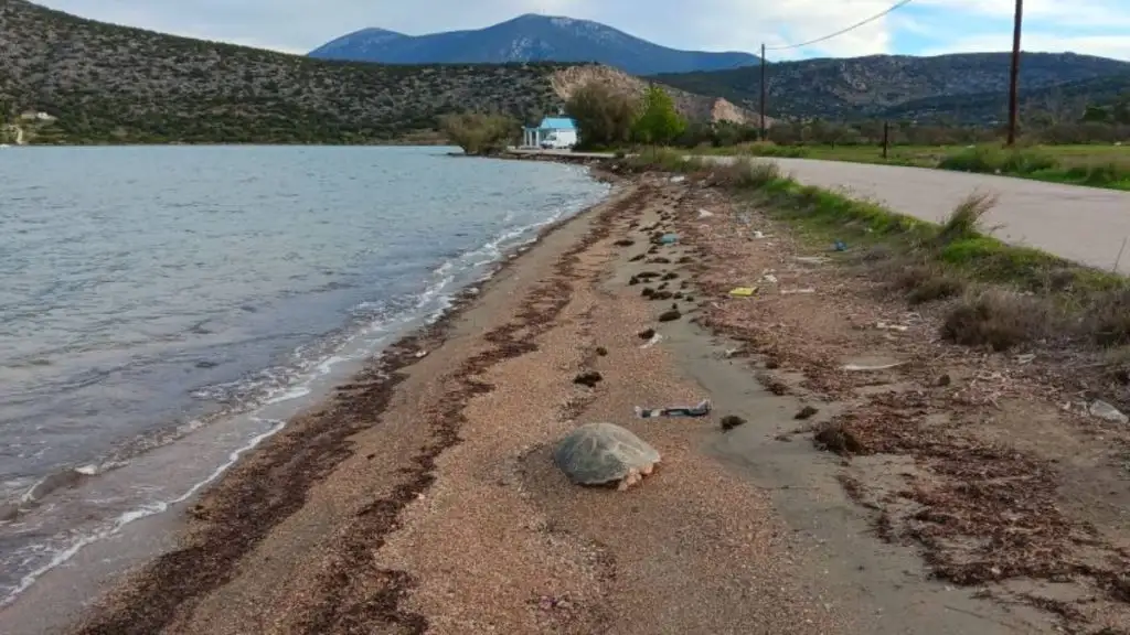 χελώνα caretta caretta Κοιλάδα