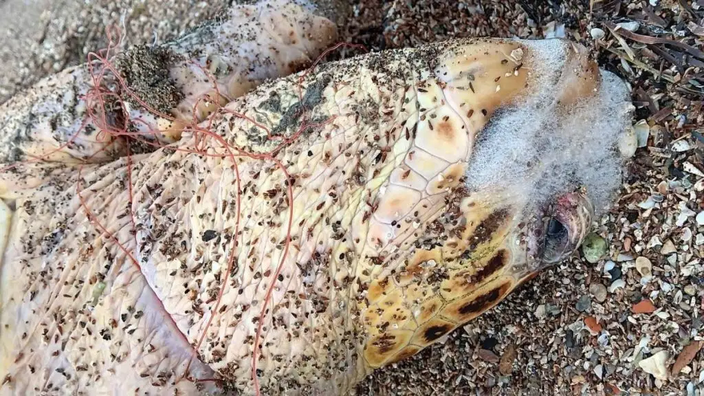 χελώνα caretta caretta Κοιλάδα