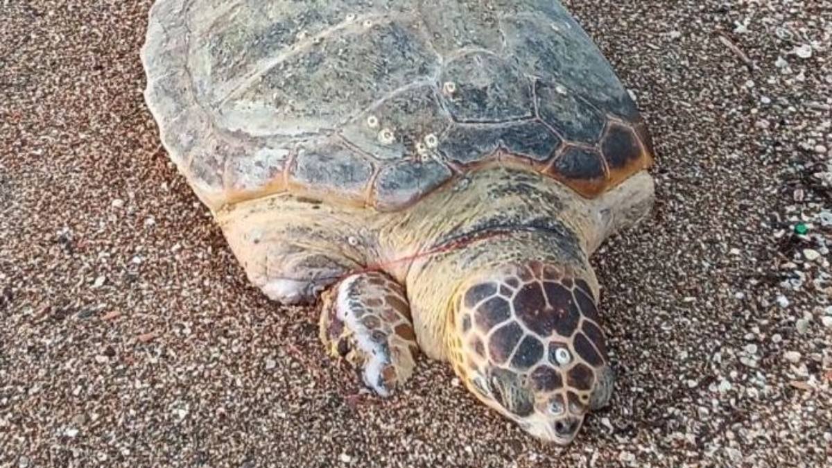 Κοιλάδα: Νεκρή Χελώνα Caretta Caretta – Ακρωτηριασμένη από δίχτυα