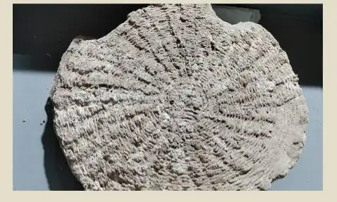 pompei. lavori di completamento dello scavo del quartiere di servizio della villa imperiali in localita civita giuliana 1