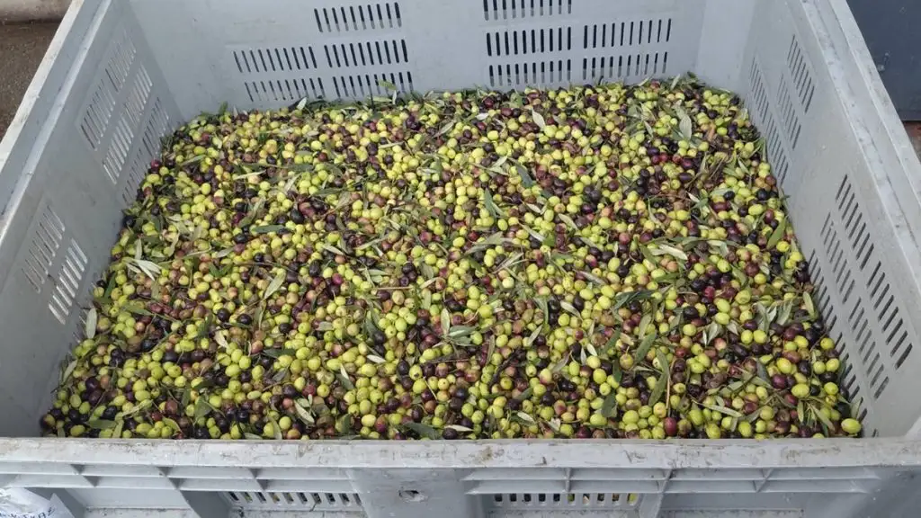 Ελιές ελαιοτριβείο