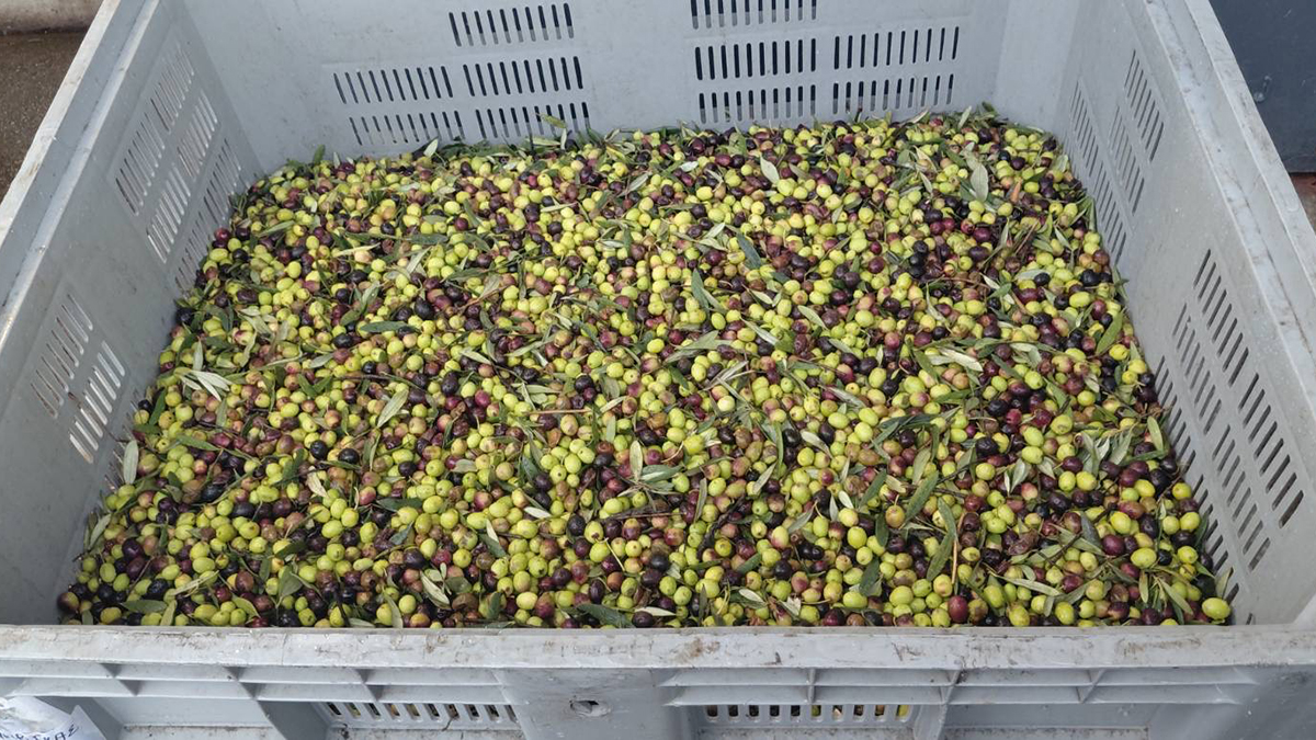 Η χρονιά που «στέγνωσε» η ελιά στη Μεσσηνία