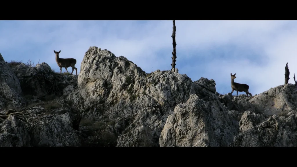 Τα Βραβεία του 11ου Διεθνούς Φεστιβάλ Ντοκιμαντέρ Πελοποννήσου