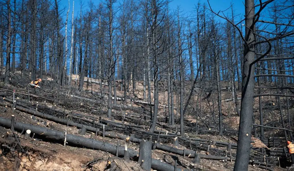 Καμένο δάσος Φενεός