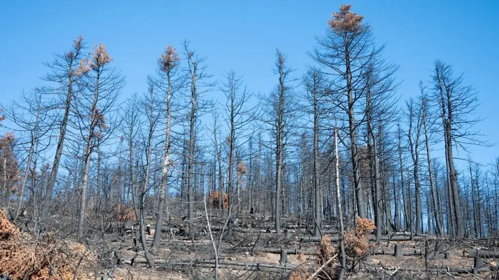 Καμένο δάσος Φενεός