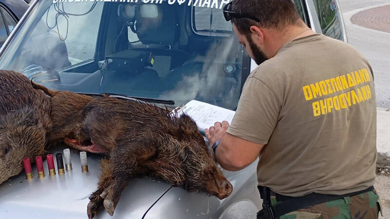 Κορινθία: Έρευνες για λαθροθηρία μετά τον εντοπισμό νεκρών αγριογούρουνων