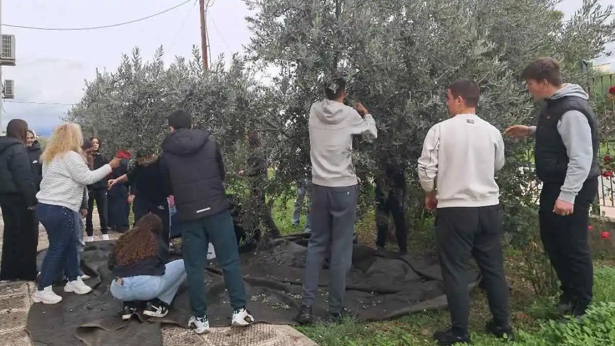 Λυκειόπαιδα από το Άργος μάζεψαν ελιές