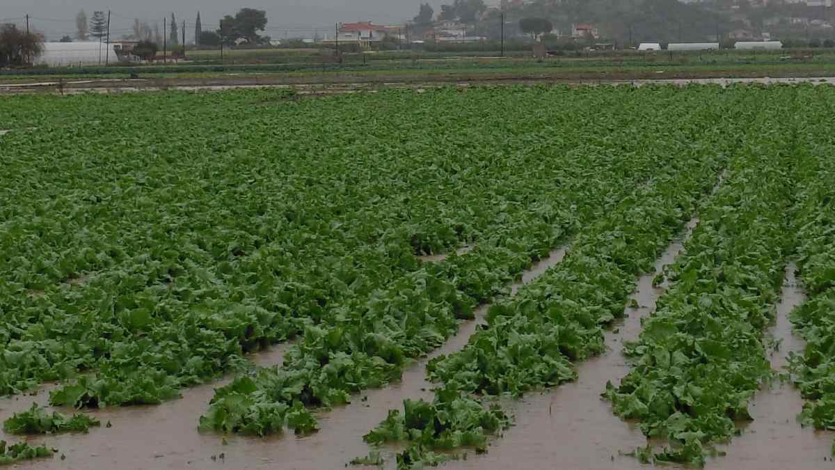 Η Αργολίδα και η Πελοπόννησος στα μπλόκα: Η κραυγή επιβίωσης της αγροτικής παραγωγής