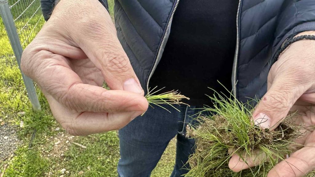 Νέος χλοοτάπητας στο γήπεδο Νέας Κίου