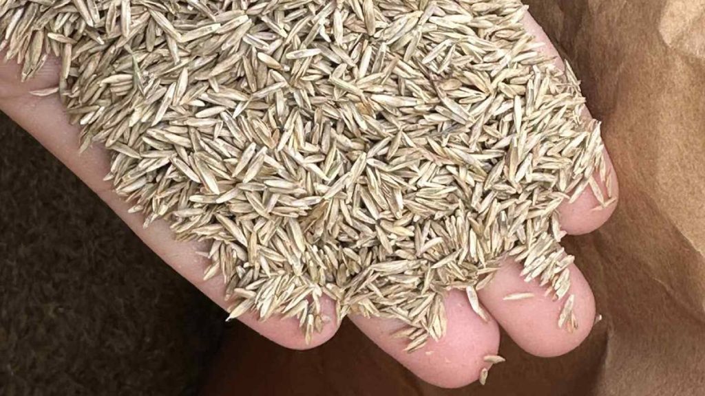 Νέος χλοοτάπητας στο γήπεδο Νέας Κίου