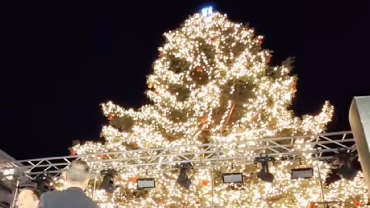 Καλαμάτα σε χριστουγεννιάτικη λάμψη: Φωταγωγήθηκε το υψηλότερο φυσικό Χριστουγεννιάτικο δέντρο στη χώρα