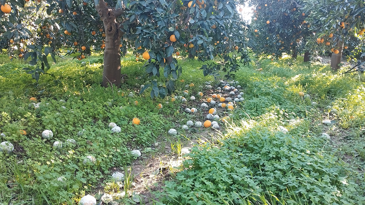 Η Αργολίδα παλεύει να κρατήσει ζωντανή την αγροτική παραγωγή της